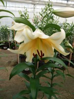 [4171 Santini VWS No02.JPG]